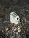 Snake or Hairtail Blenny Head (Xiphasia Setifer)  Lembeh Strait  North Sulawesi  Indonesia