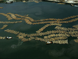 Timber Rafts from Rainforest Trees in the Libreville Harbor  Gabon