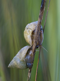Salt Marsh Periwinkle Snails (Littoraria Irrorata) on Cord Grass (Spartina Alterniflora)
