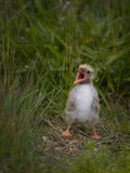 A Newborn Arctic Tern (Sterna Paradisaea) Calling and Waiting for a Parent to Return with Food