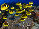 Schooling Raccoon Butterflyfish (Chaetodon Lunula)  Hawaii
