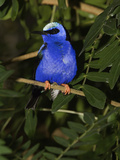 Red Legged Honeycreeper (Cyanerpes Cyaneu) Captive  Florida