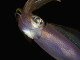 Head of the Reef Squid (Sepioteuthis Lessoniana)  Hawaii  USA
