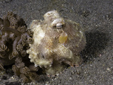 Veined Octopus (Octopus Marginatus) Indonesia
