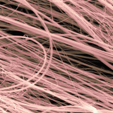 Spider Web Silk  SEM X2000  10Um