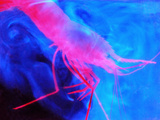 Deep Sea Shrimp (Parapandalus) Surrounded by its Own Bioluminescence