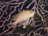 Mediterranean Anthias  (Anthias Anthias)  El Medallot  Medes Islands  Costa Brava