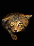 Cat Crouching
