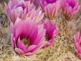 Hedgehog Cactus (Echinocereus Engelmannii) Flowers  Organ Pipe National Monument  Arizona  USA