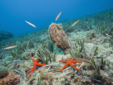 Noble Pen Shell (Pinna Nobilis)  Les Ferranelles  Medes Islands  Costa Brava  Mediterranean Sea