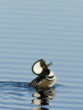Hooded Merganser (Lophodytes Cucullatus) Courtship Display