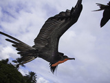 A Male Magnificent Frigatebird (Fregata Magnificens) in Flight over Santa Cruz Island
