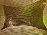 Bubble Coral Shrimp (Vir Philippinensis) on a Bubble Coral (Plerogyra)  Philippines