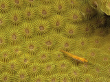Striped Triplefin (Helcogramma Striatum) on a Hard Coral  Philippines