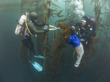 Research Divers and Marine Biologists Collecting Giant Kelp Specimens (Macrocystis Pyrifera)