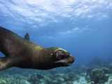 South American Sea Lion or Southern Sea Lion (Otaria Flavescens)  Captivity