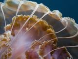 Close-Up of the Black Sea Nettle (Chrysaora Achlyos) and Commensal Crabs (Cancer Gracilis)