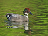 Male Falcated Duck or Falcated Teal  Anas Falcata
