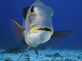 Bigeye Emperor  Monotaxis Grandoculis  Can Be Found in Groups  Hovering in Midwater