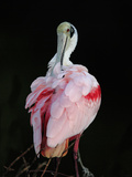 Roseate Spoonbill (Ajaia Ajaja) in Black Mangroves  Coastal Wetlands