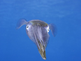 The Caribbean Reef Squid (Sepioteuthis Sepioidea)