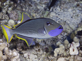 The Male Gilded Triggerfish (Xanthichthys Auromarginatus)