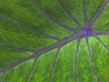 Tropical Leaf Pattern