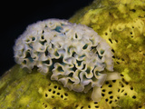 Lettuce Slug Nudibranch (Elysia Crispata)  Bonaire  Caribbean