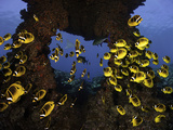 Schooling Raccoon Butterflyfish (Chaetodon Lunula)  Lanai  Hawaii  USA  Digital Composite