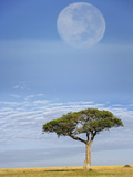 Umbrella Thorn Acacia (Acacia Tortilis) and a Termite on the Savanna under Full Moon