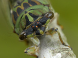 13 Year Cicada (Magicicada)
