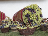 Grape Exhibit on Parade Float  La Festa Dell'Uva  Impruneta  Italy  Tuscany