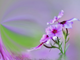 Close-Up of Drummond Phlox (Phlox Drummondii)  Hilton Head Island  South Carolina  USA