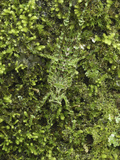 Katydid Camouflaged on Mosses and Lichens  Tettigoniidae  Siquirres  Costa Rica