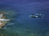 Two Killer Whales (Orcinus Orca) Swimming Near Shore Just Below the Surface  Digital Composite