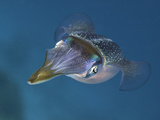 Caribbean Reef Squid (Sepioteuthis Sepioidea)  Caribbean