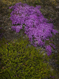 Creeping Thyme (Thymus Praecox Arcticus)