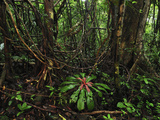 Tropical Rainforest with Numerous Lianas or Vines in Masoala National Park  Madagascar