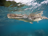 Saltwater Crocodile (Crocodylus Porosus)  Queensland  Australia