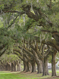 Stately Live Oak Trees Draped in Spanish Moss  Boone Hall Plantation  Mount Pleasant