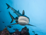 Gray Reef Sharks (Carcharhinus Amblyrhynchos)  Yap  Micronesia