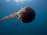 Black Sea Nettle (Chrysaora Achlyos)  Los Coronados Islands  Baja California  Mexico