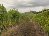 Vineyard  Castle Banfi  Tuscany  Italy
