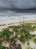 Railroad Vine (Ipomoea Pes-Caprae) and Sea Oats (Uniola Paniculata) Growing Along Beach  Florida