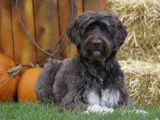 Portuguese Water Dog