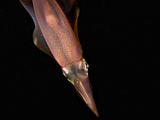 This Underside View of a Squid (Sepioteuthis Lessoniana) Shows the Exhaust Siphon Between its Eyes