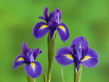 Iris Flowers