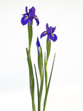 Iris Flowers on White Background