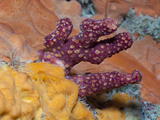 Dead Mens Fingers Soft Coral (Alcyonium Palmatum) Between Encrusting Sponge