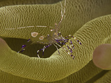 Spotted Cleaner Shrimp (Periclimenes Yucatanicus) Resting on the Tentacles of Giant Anemone